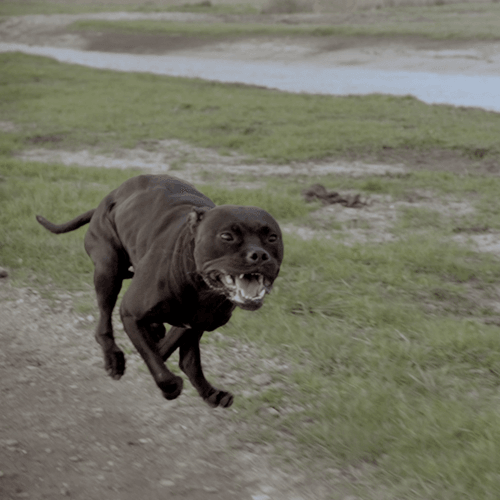 EXhku: DAWG | Inne Feenstra